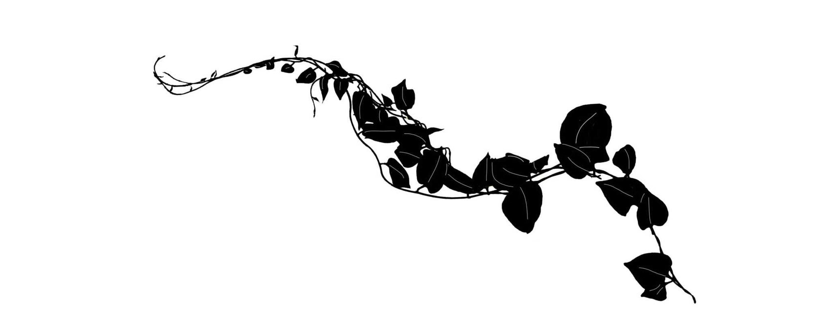 Vine