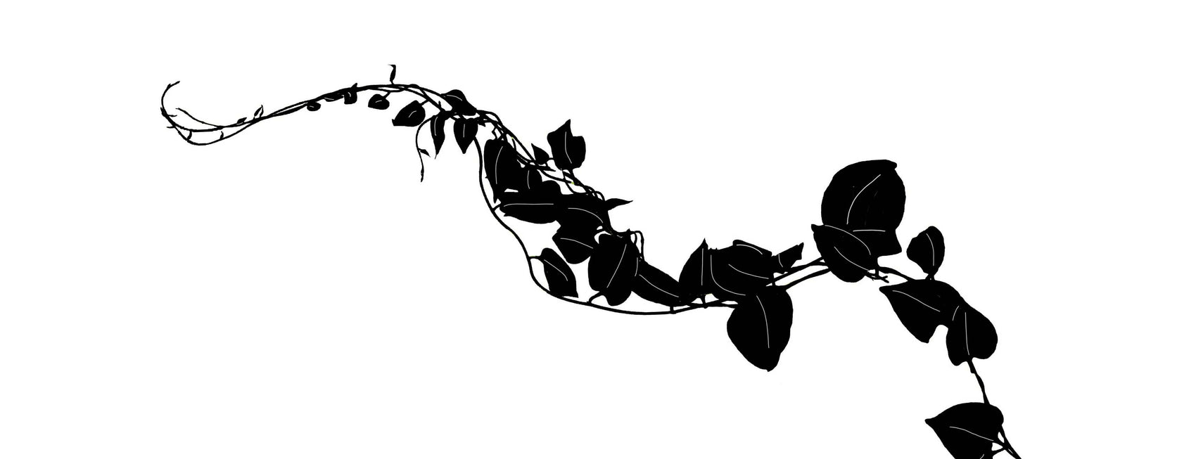 Vine Collection Header